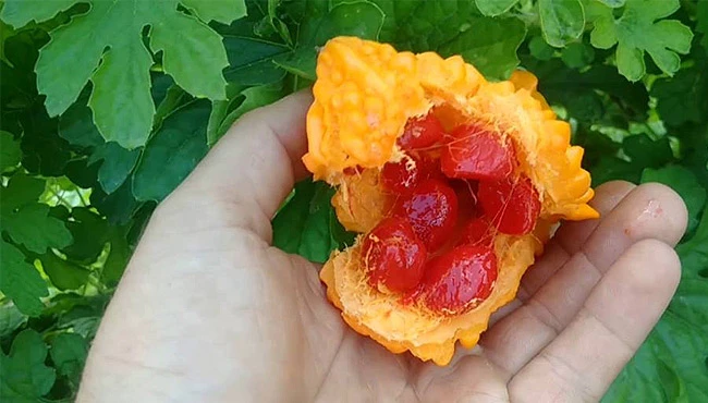 Doğal şifa kaynağı: Kudret narı