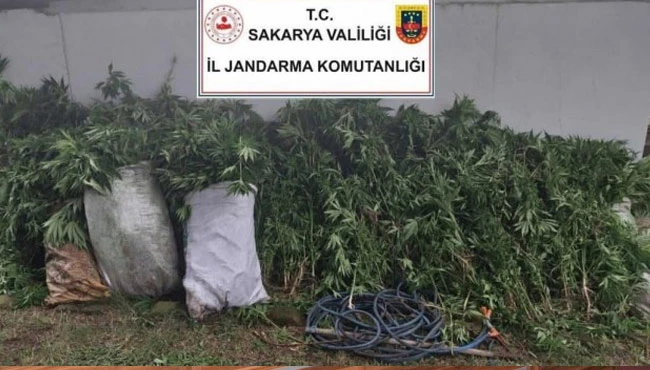 Kenevir ekimi yapan 3 şüpheli jandarma ekiplerince yakalandı