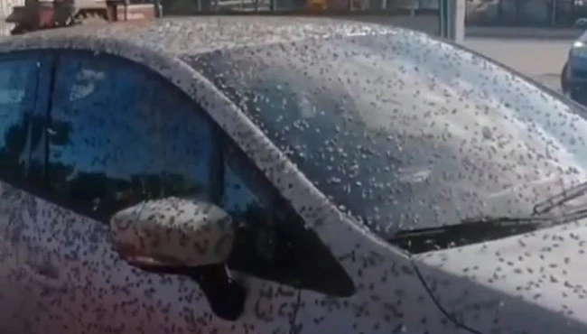 Kelebekler o ilçeyi istila etti