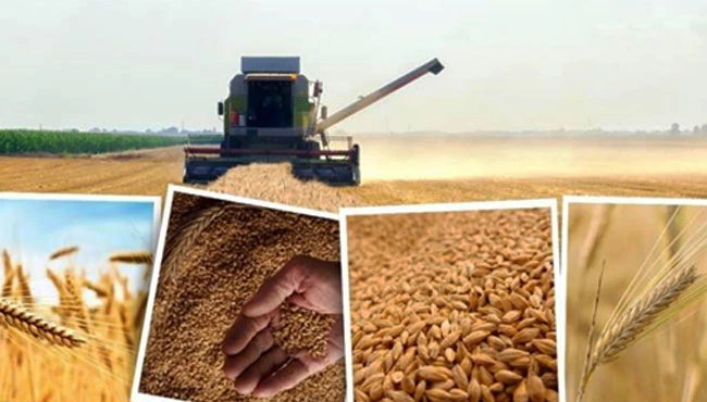 Bakan Kirişçi: “TMO hububat alım fiyatlarını artırdı”