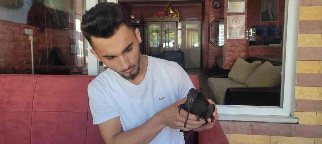 Nesli tükenmekte olan 