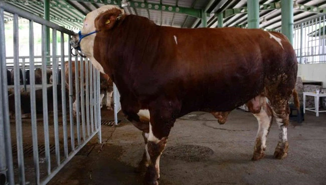 1 ton 100 kilo olan Paşa, 60 bin TL