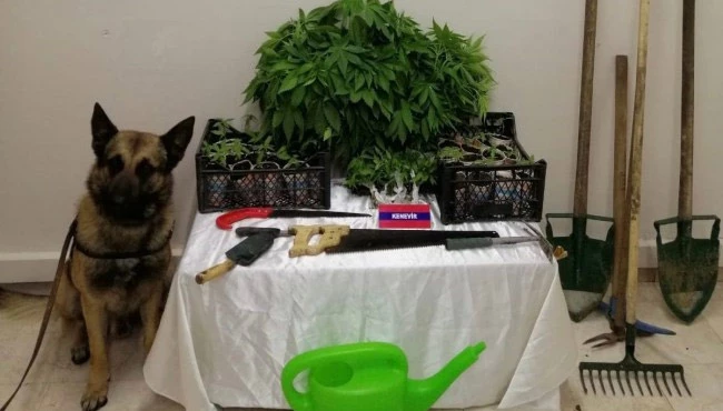 350 kök kenevir yakalandı: 2 gözaltı