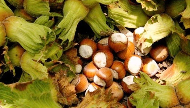 Bu sezon fındık fiyatı ne kadar olacak?