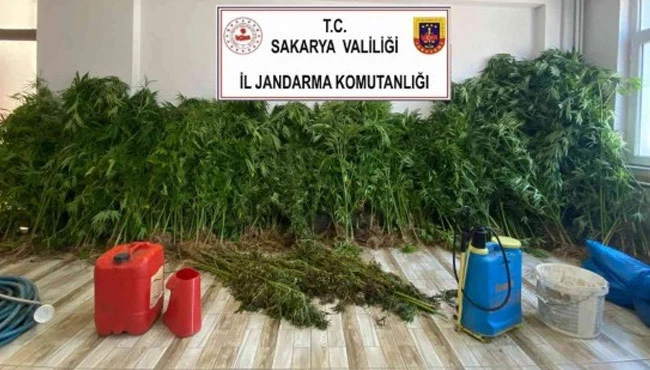 Fındık bahçesini uyuşturucu tarlasına çevirdiler