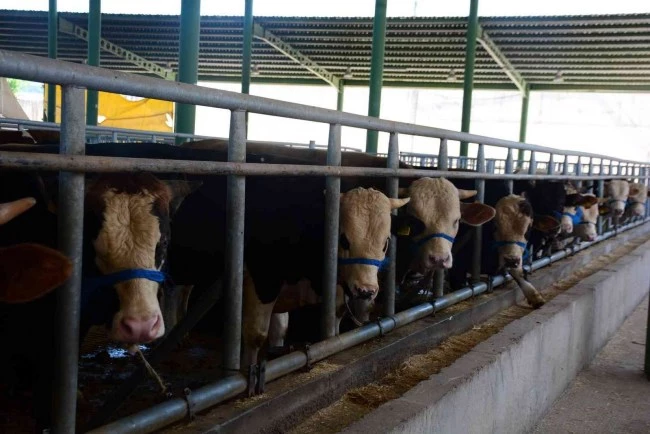 Büyükbaş hayvan satıcıları satışlarını tamamladı