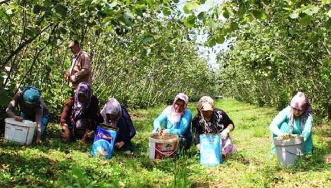 Fındık yevmiyesi açıklandı