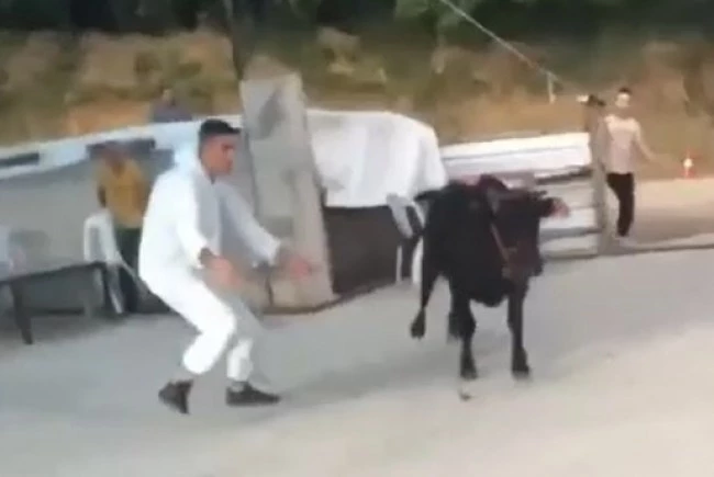 Kaçan kurbanlıklar zor anlar yaşattı