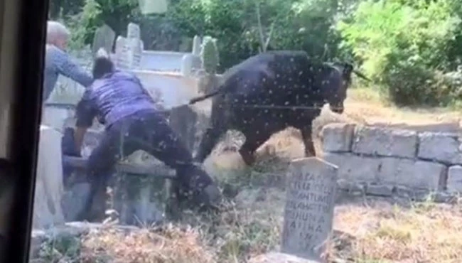 Kaçan kurbanlık ineği kuyruğundan tutarak durdurmaya çalıştılar