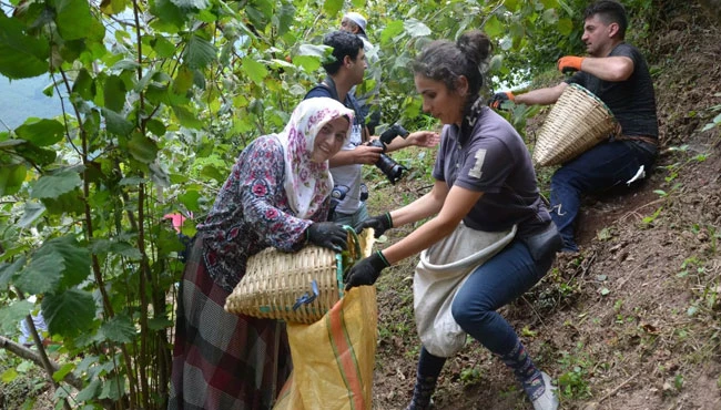 Fındık yevmiyesi açıklandı:" En düşük yevmiye 216 TL olacak"
