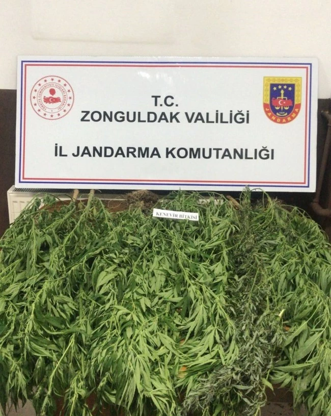 Jandarmadan kenevir operasyonu; 13 kök kenevir bitkisi ele geçirildi
